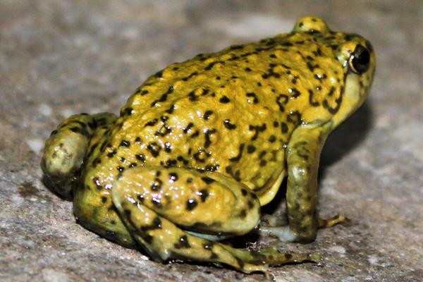 青蛙和野鸡的区别