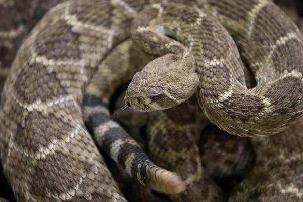 被响尾蛇咬了怎么办