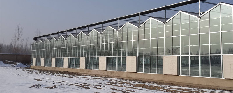 温室种植香瓜要想减少害虫的发生，应该掌握哪些技巧