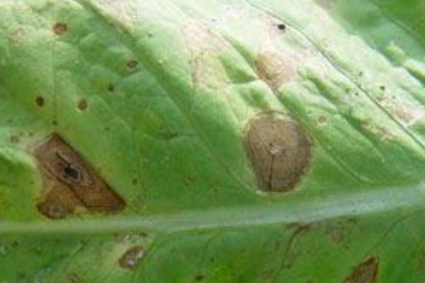 生菜高产种植方法