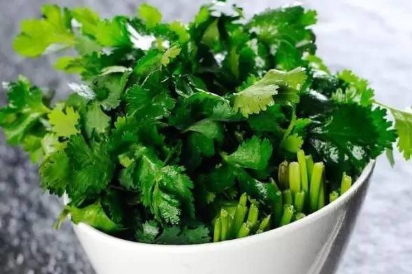 六月可以种香菜吗