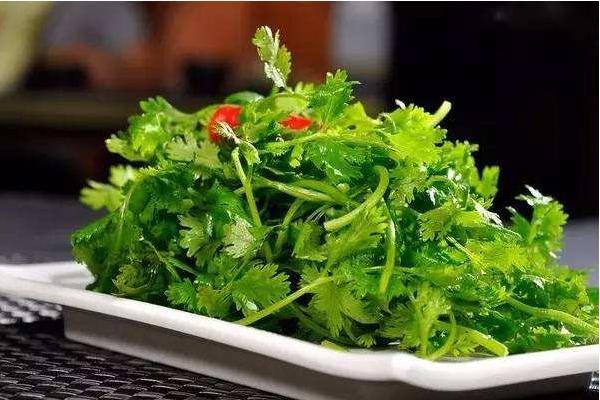 在花盆里种香菜的方法