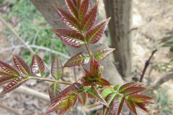 冬天可以种植香椿吗