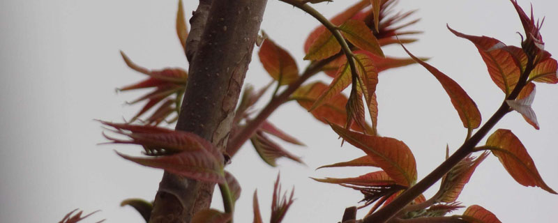 市场上的香椿芽价格很高，如何实现大规模种植