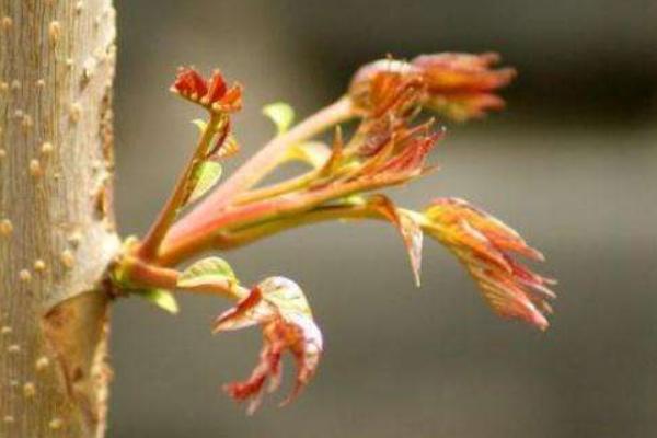 介绍沙地野菜的种类