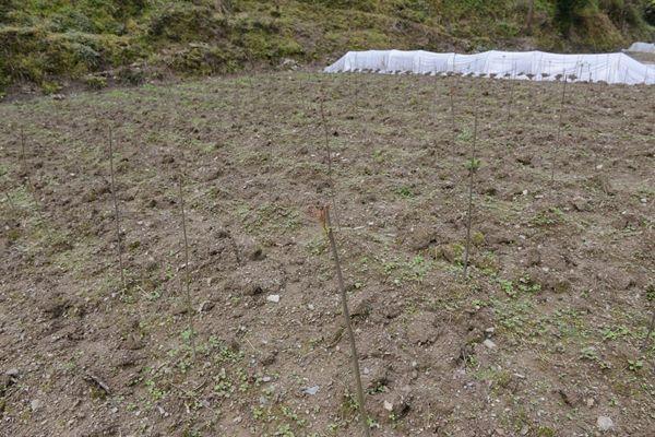 为什么香椿芽卖得贵？种植一亩香椿芽要花多少钱