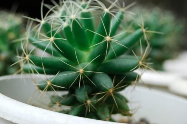 绯花玉仙人球的品种很多，你觉得哪个品种最好