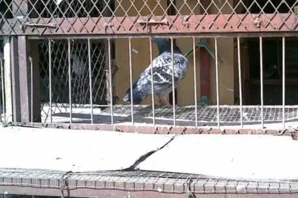 冬天小鸽子怕冷不