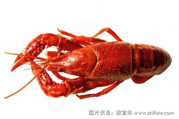淡水小龙虾养殖需要掌握哪些技术要点