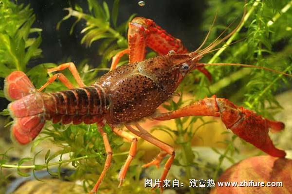 养虾对温度和季节有什么要求