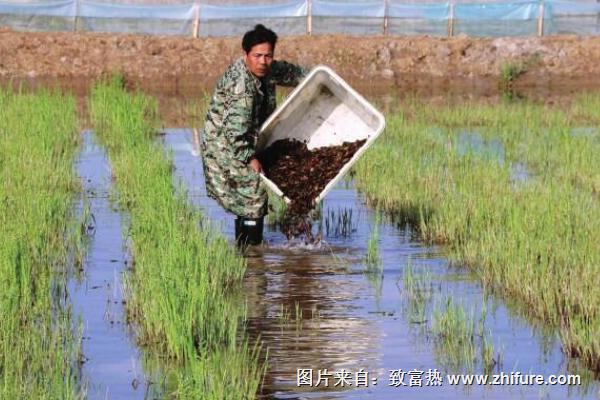 小龙虾产地主要分布在哪些省份