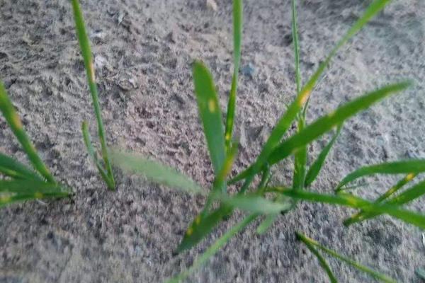 新疆春小麦高产品种