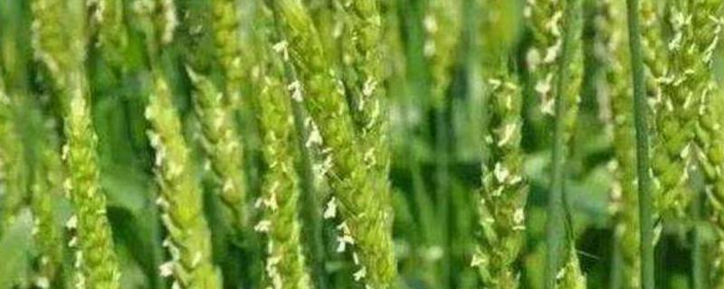 冬前小麦除草效果好，春后除草效果好