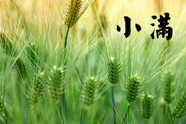 什么是小满节气
