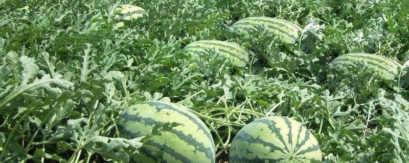 西瓜种植赚钱