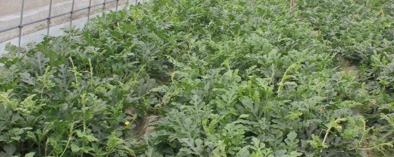 温室西瓜二茬瓜何时坐果