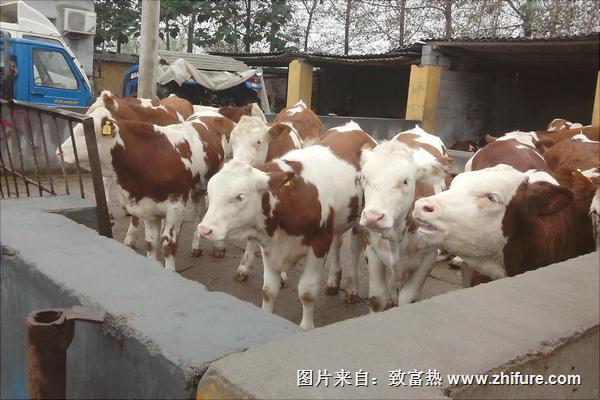 有哪些特产可以带走通辽市