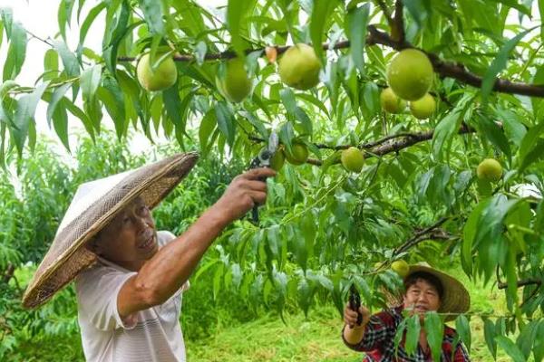 什么时候修剪野地瓜