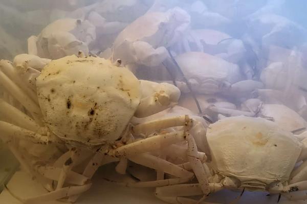 朝鲜地区也有分布,产地海水温度低,非常适合帝王蟹生长繁殖,而雪蟹