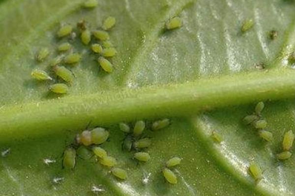 什么杀虫剂比噻虫嗪好，可以杀死20多种害虫，如蚜虫和虫子