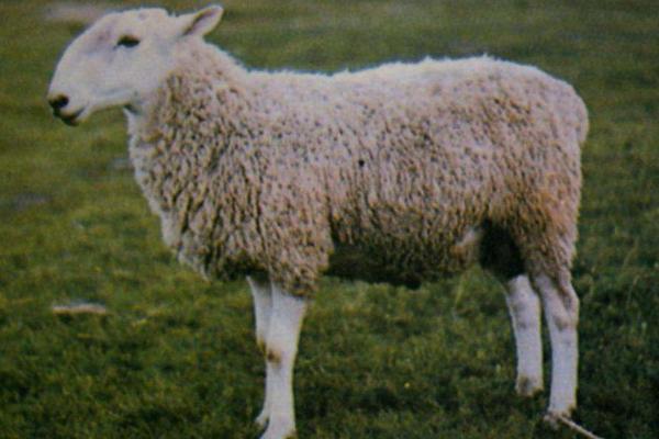 养50只羊一年能赚多少钱？养羊的前景如何
