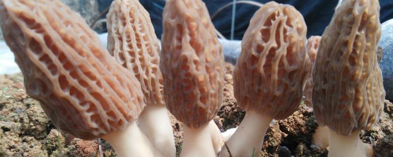 为什么羊肚菌的价格这么贵？羊肚菌有什么作用