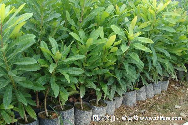 白杨梅和红杨梅有什么区别