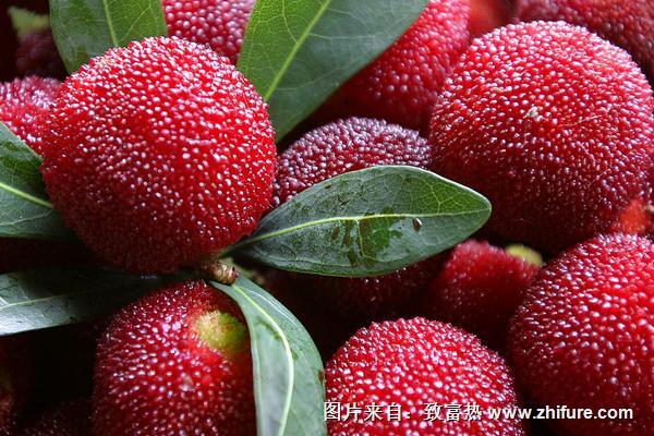 什么叫菱角杨梅