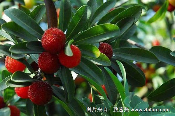 红杨梅和黑杨梅的区别
