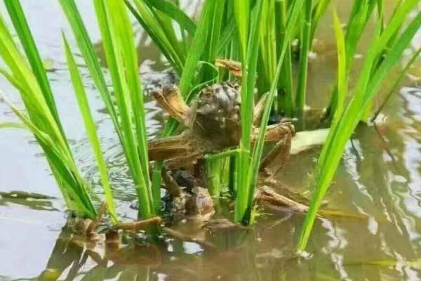 玉露养殖方法