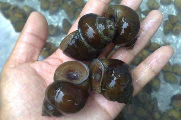 冬季养羊管理要点