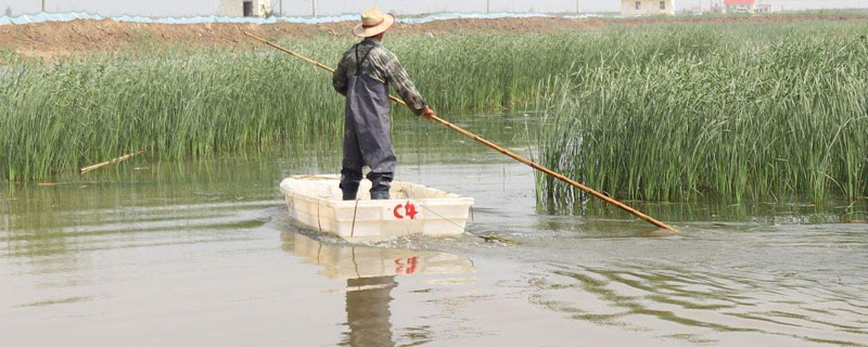 一头牛多少钱？能长多大？出售需要多长时间