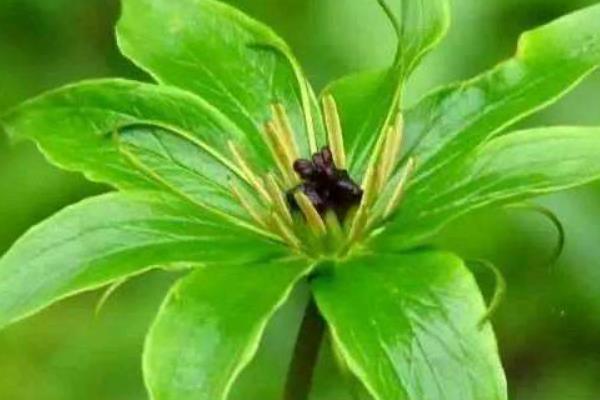 中药材种植业前景如何