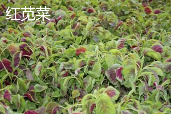 如何种植维菜