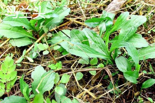 哪些野菜可以人工种植？10种适合人工种植的野菜每亩利润分析