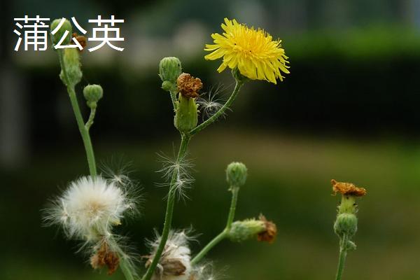 马齿苋对生长环境的要求