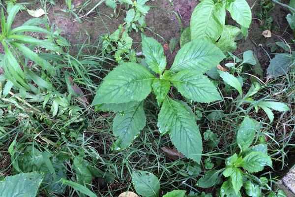 介绍重庆25种野菜