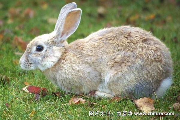 农村养殖野兔有前景吗？成本及利润分析