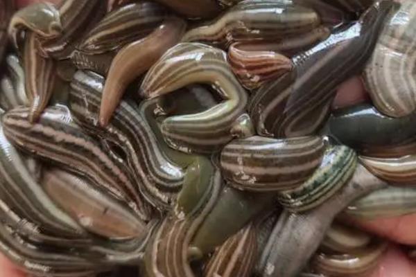 水蛭吃什么食物