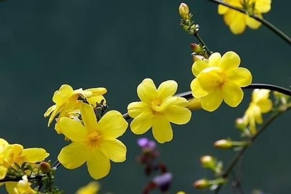 如何使迎春花的主干快速长厚