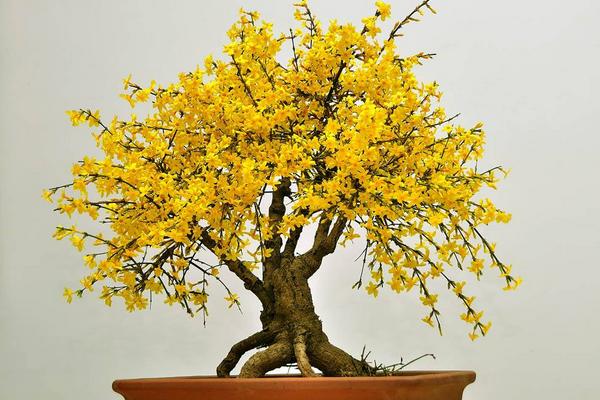 什么时候修剪迎春花？修剪时要注意什么