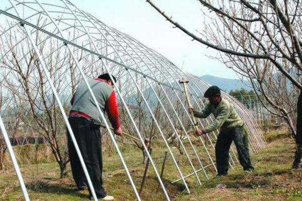 樱桃无污染施肥技术