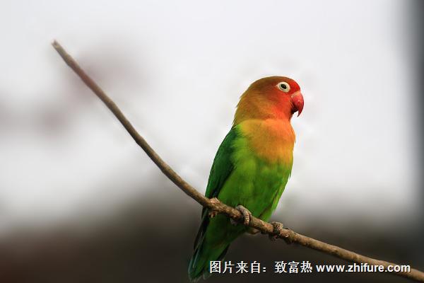 两个月大的玄凤鹦鹉