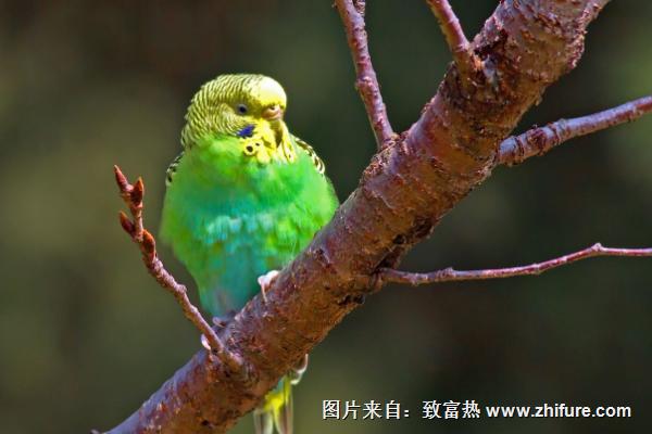 金刚鹦鹉一天喂几次