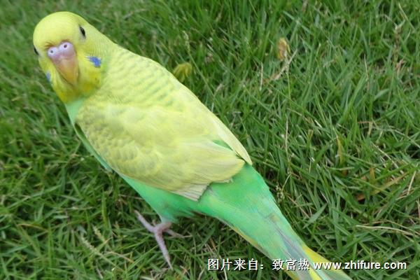 什么时候繁殖亚历山大鹦鹉