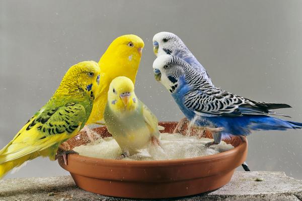 玄凤鹦鹉会飞回来吗