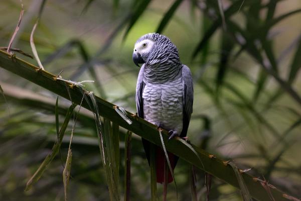 鹦鹉能飞多远