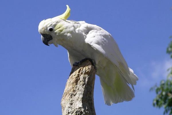 亚历山鹦鹉能飞多高