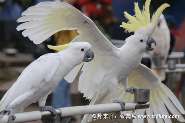 鹦鹉吃什么水果和蔬菜