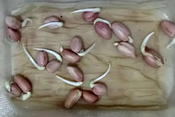 什么因素会影响花生种子的发芽